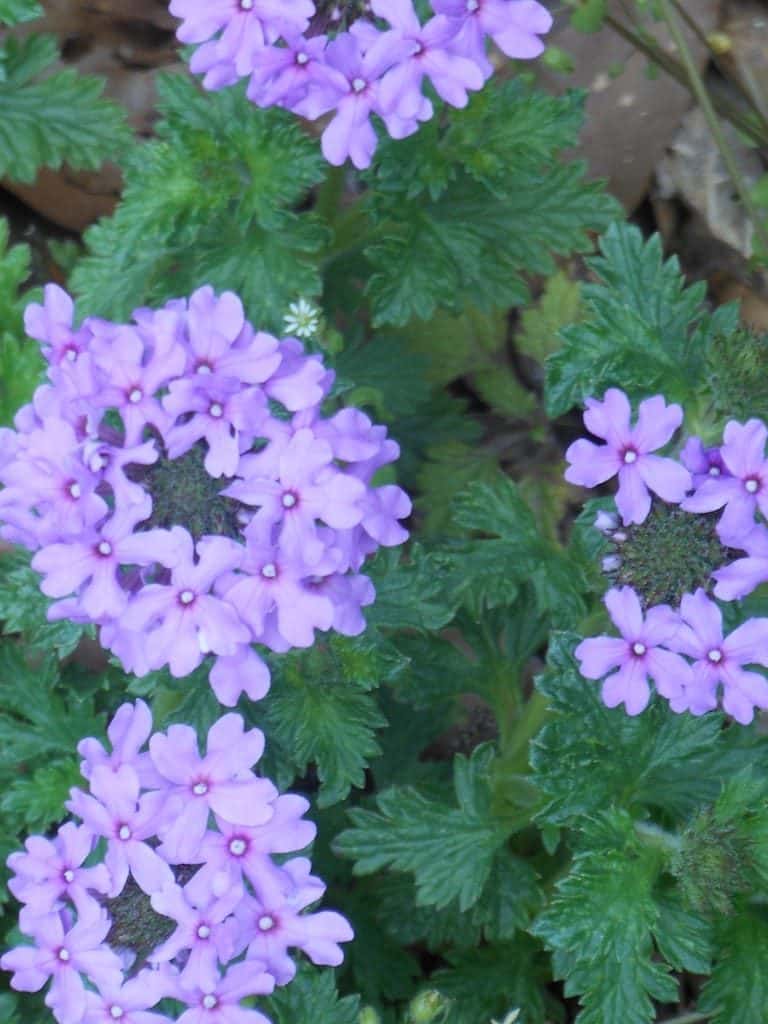 Purple Verbena