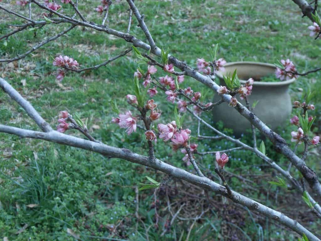 Flowering Trees