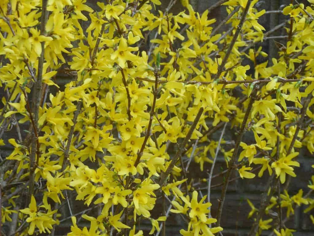 Forsythia