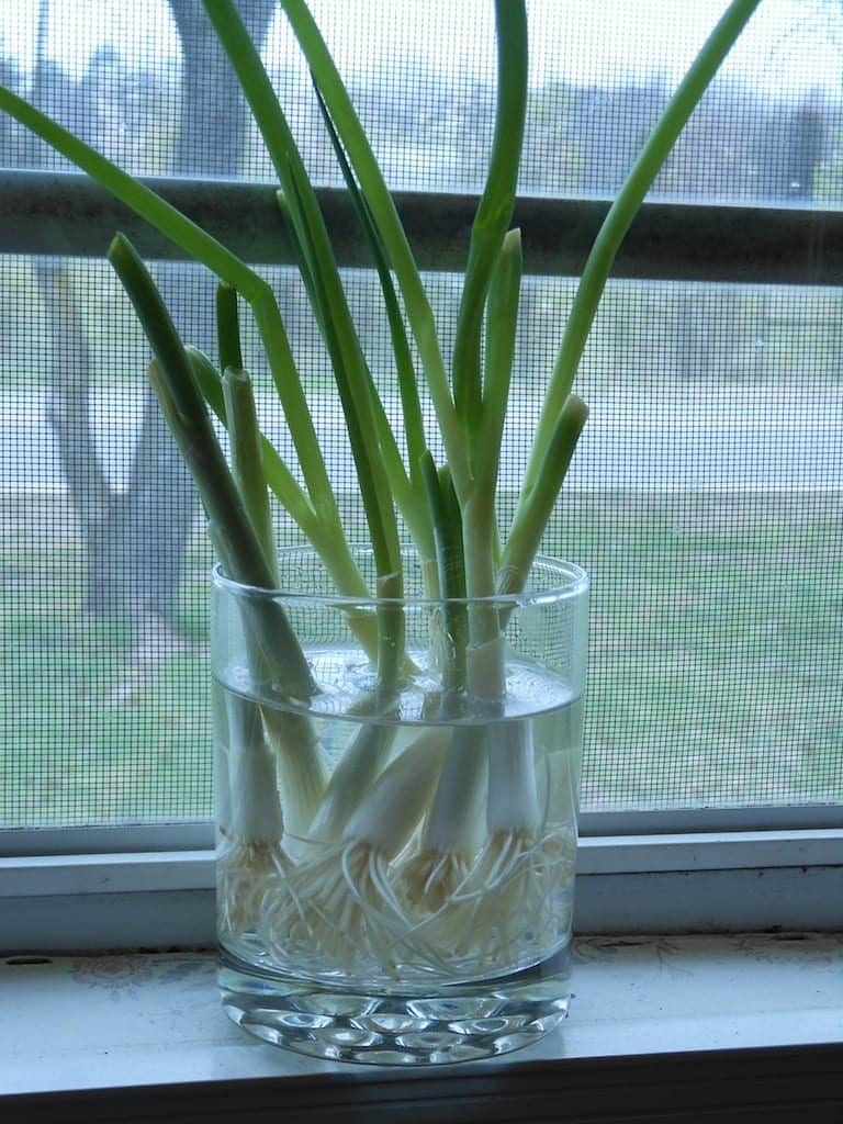 green onions in my window