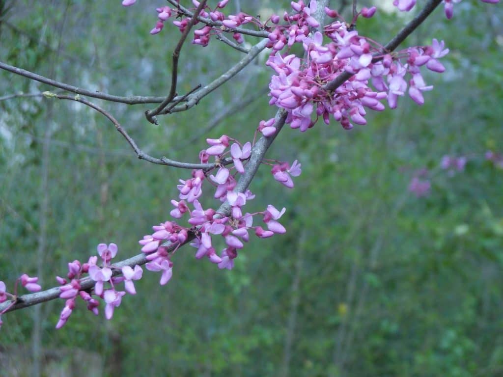 Blooming Tree