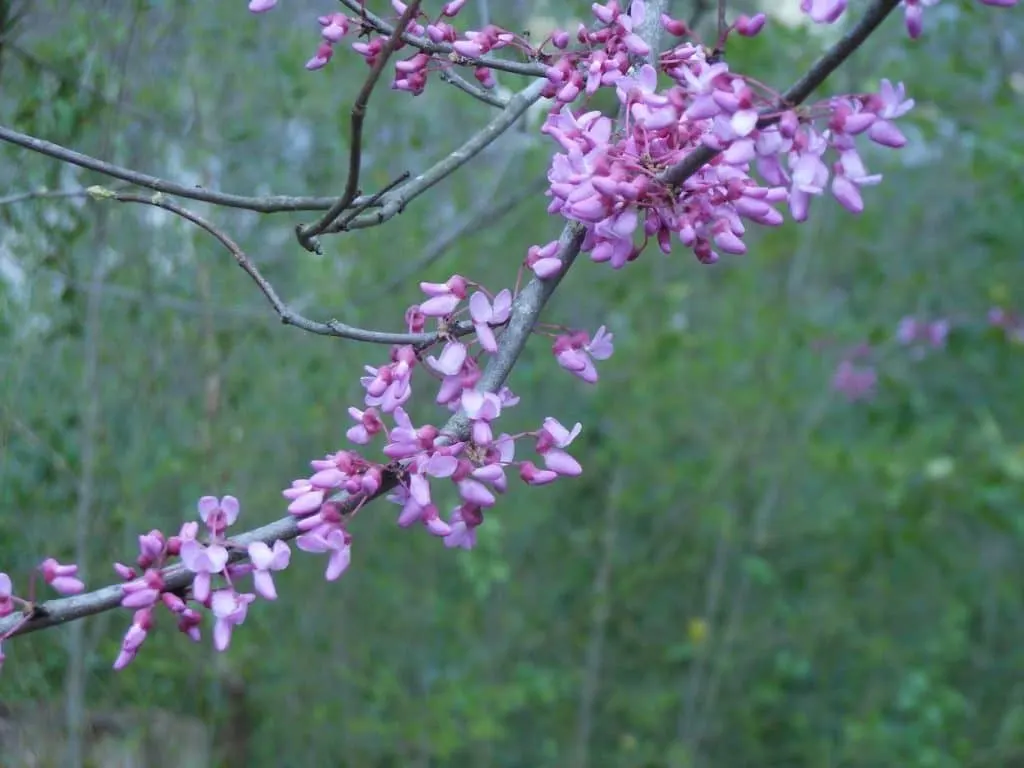 Blooming Tree