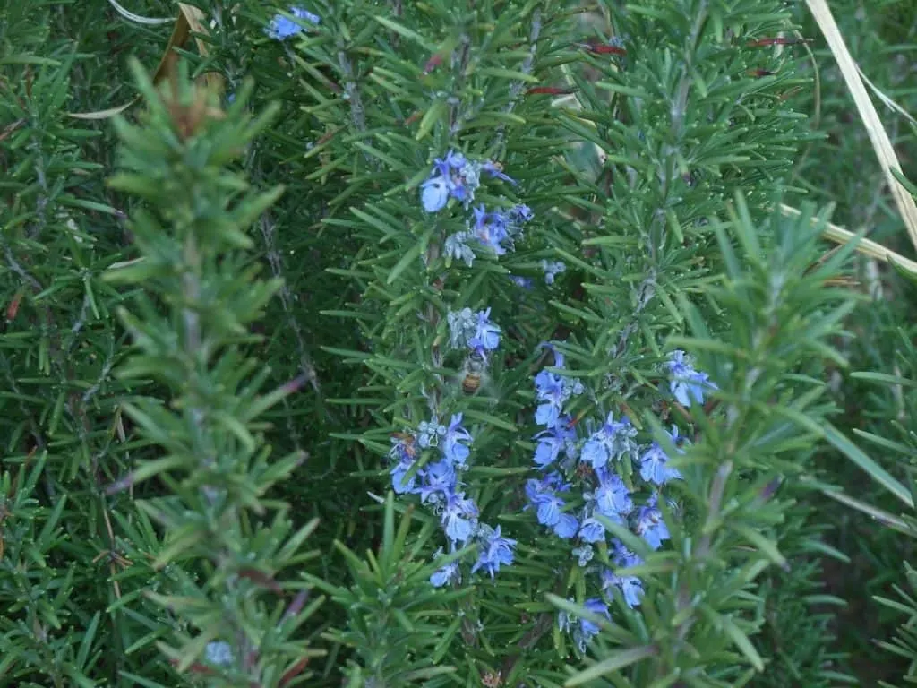 Rosemary