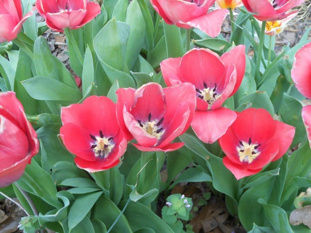 Ruby Red Tulips