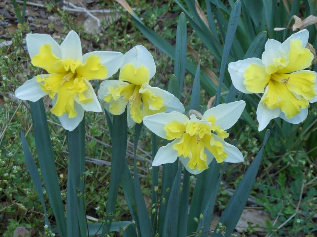 Yellow Daffodils