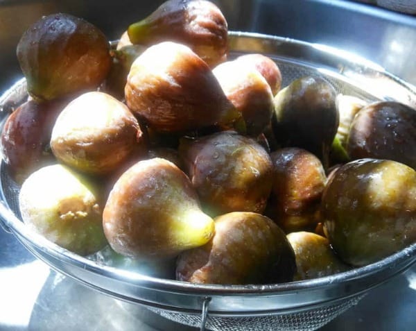 Fresh Figs freshly picked and washed