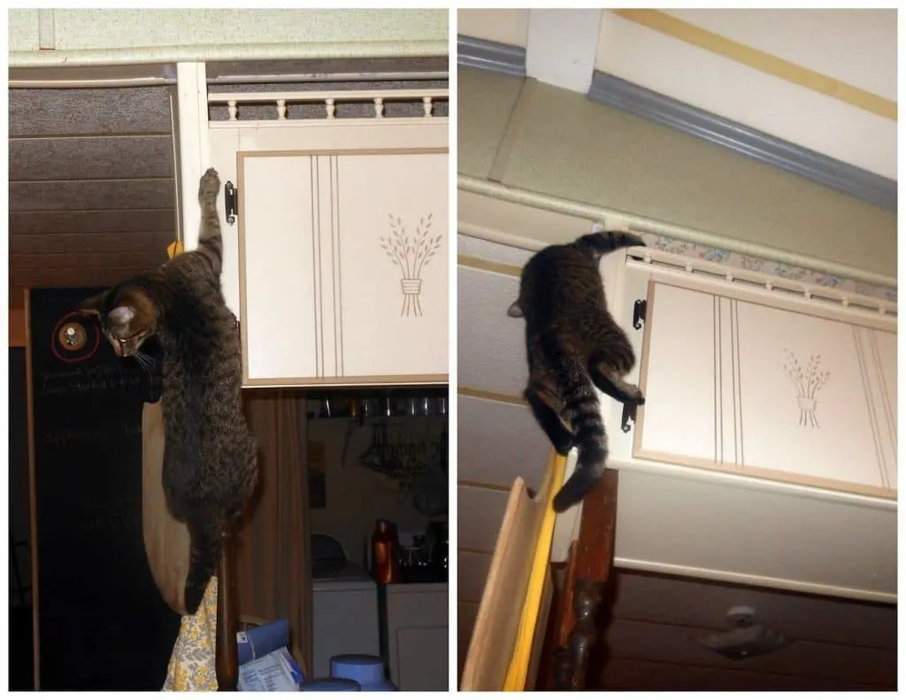 climbing kitty