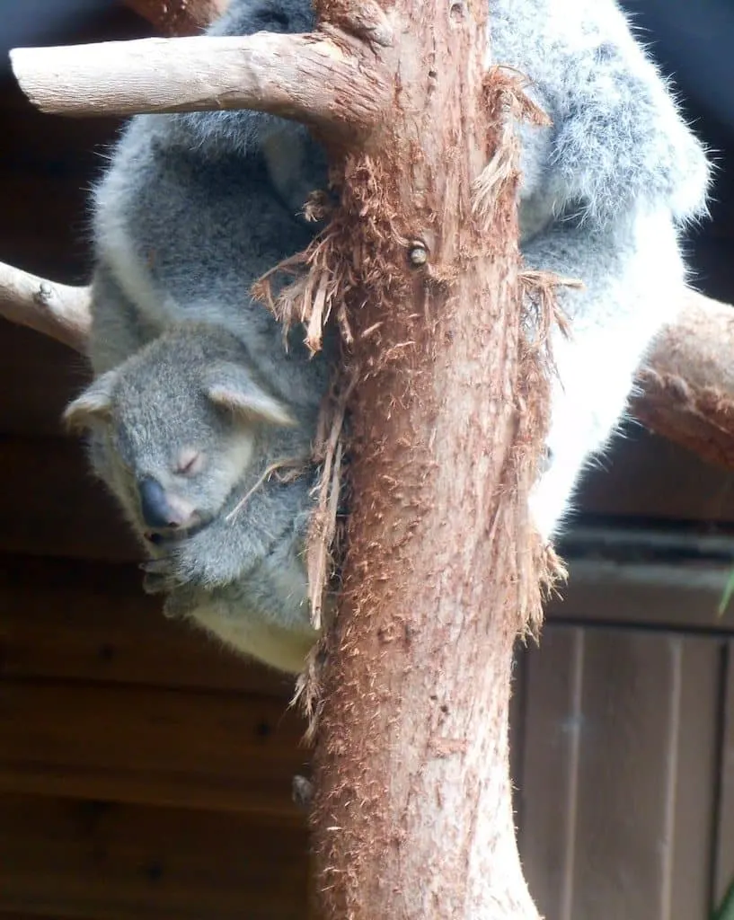 Riverbanks Zoo