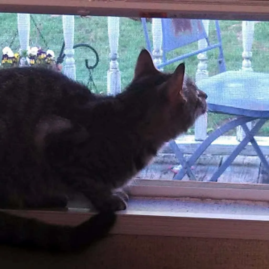 Norma sees birds