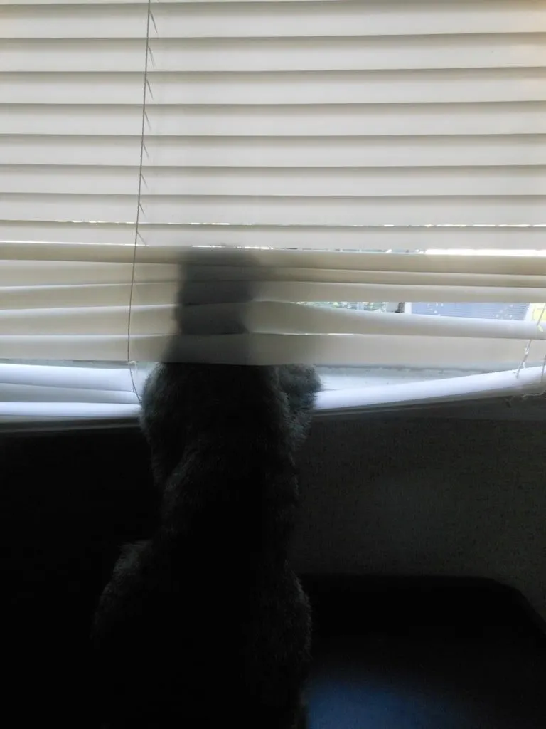 Manic Monday; Norma in the Blinds