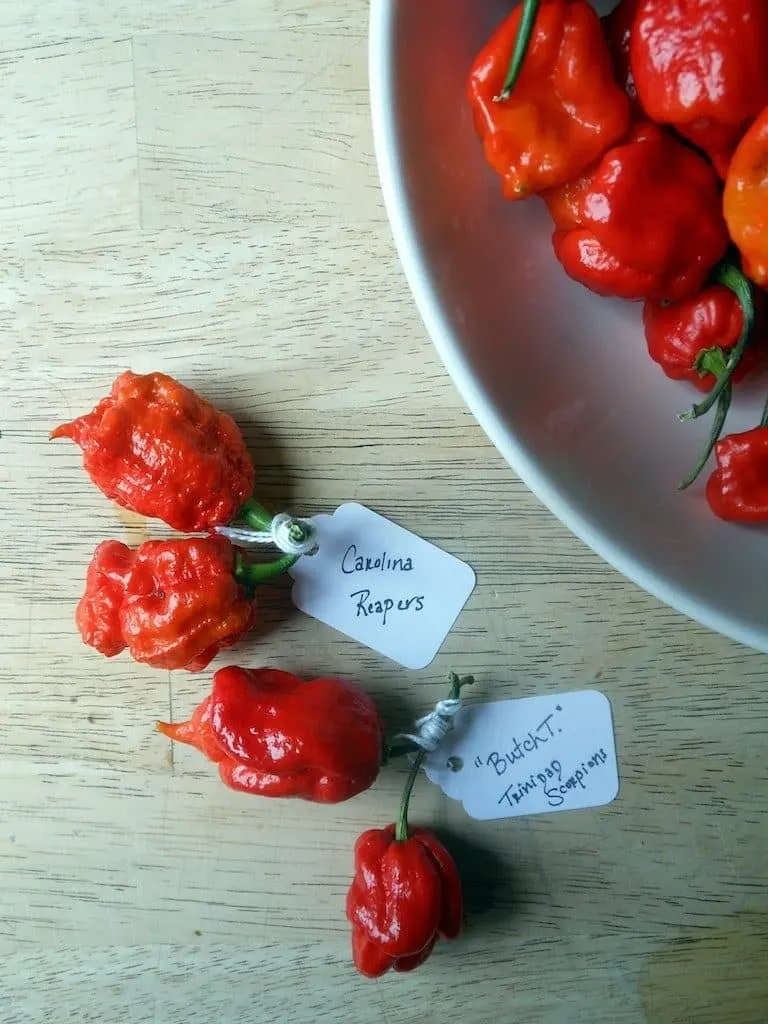 World's Hottest Peppers