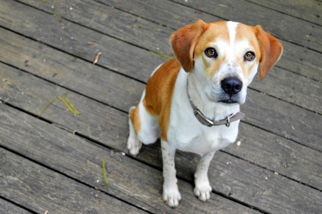 Lucy Outside