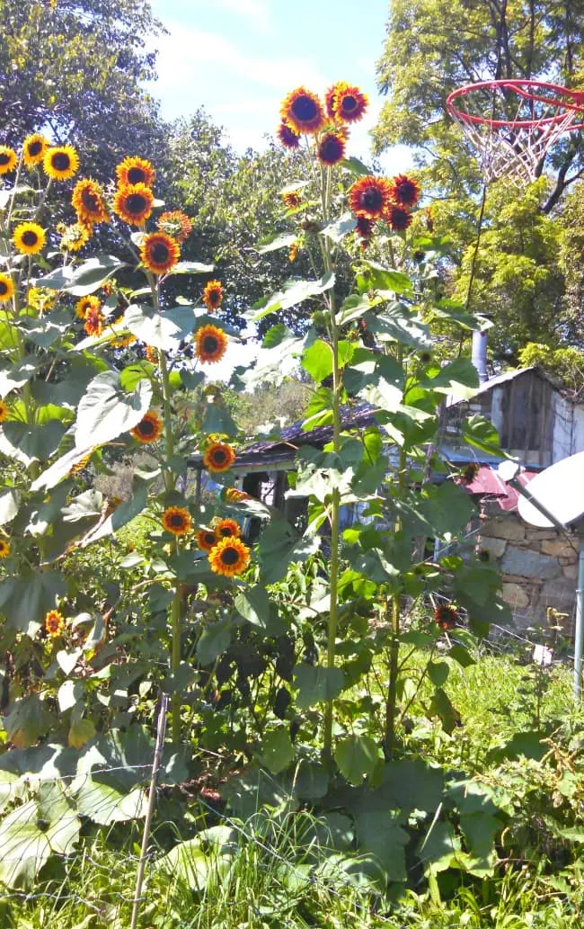 Sunflowers; Hickory Nut Gap Farm