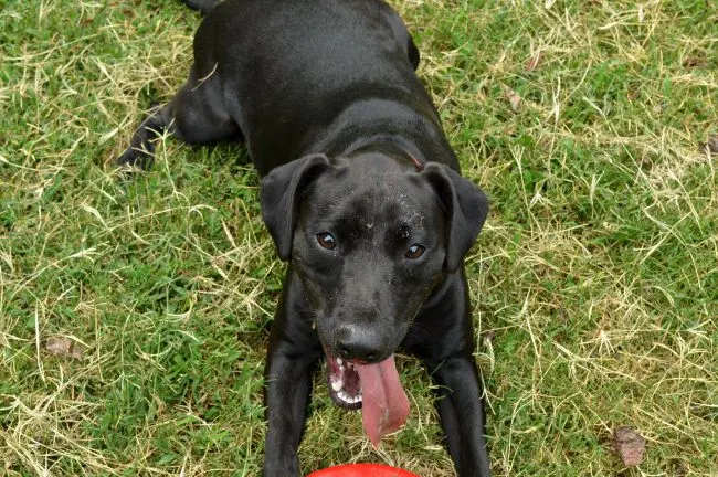 Gertrude loves her frisbee