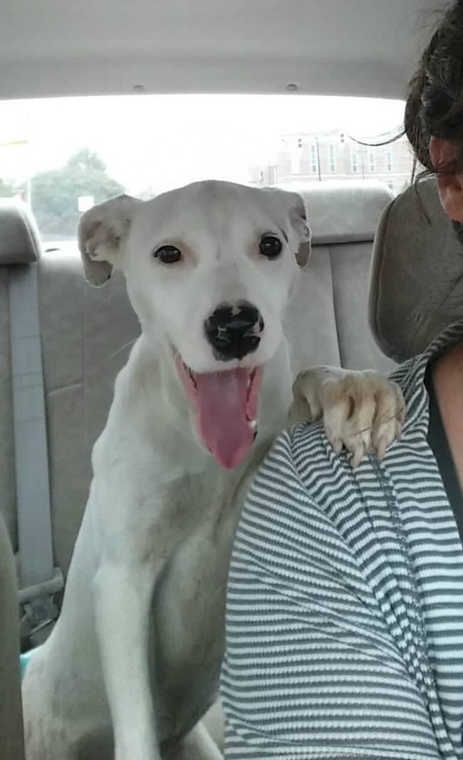 Annie's Freedom Ride from the Shelter