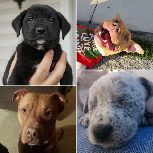 What It Means To Foster