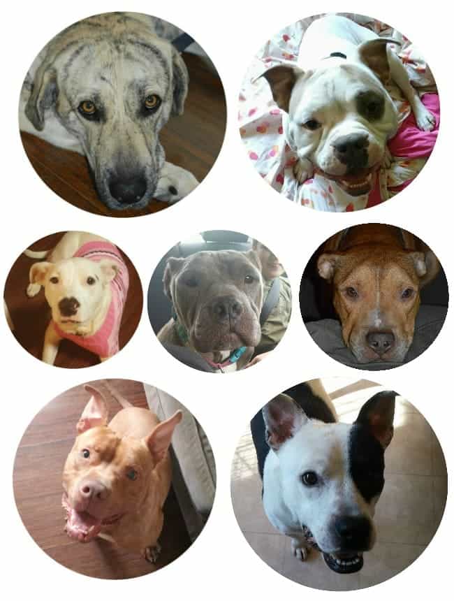 Foster Dogs; Carolina Big Hearts Big Barks Rescue