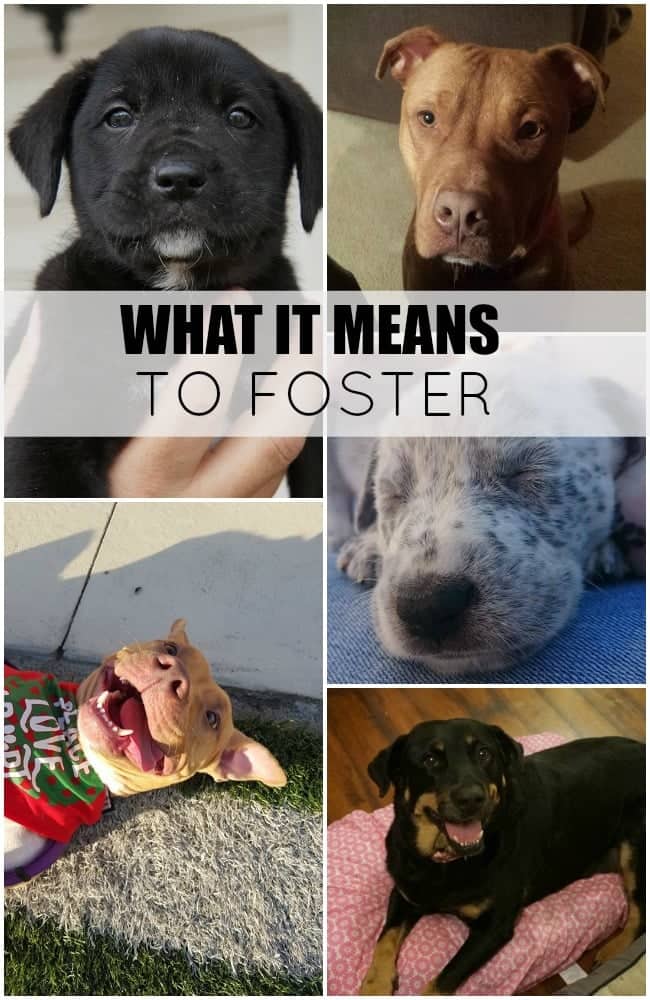 What It Means To Foster Dogs