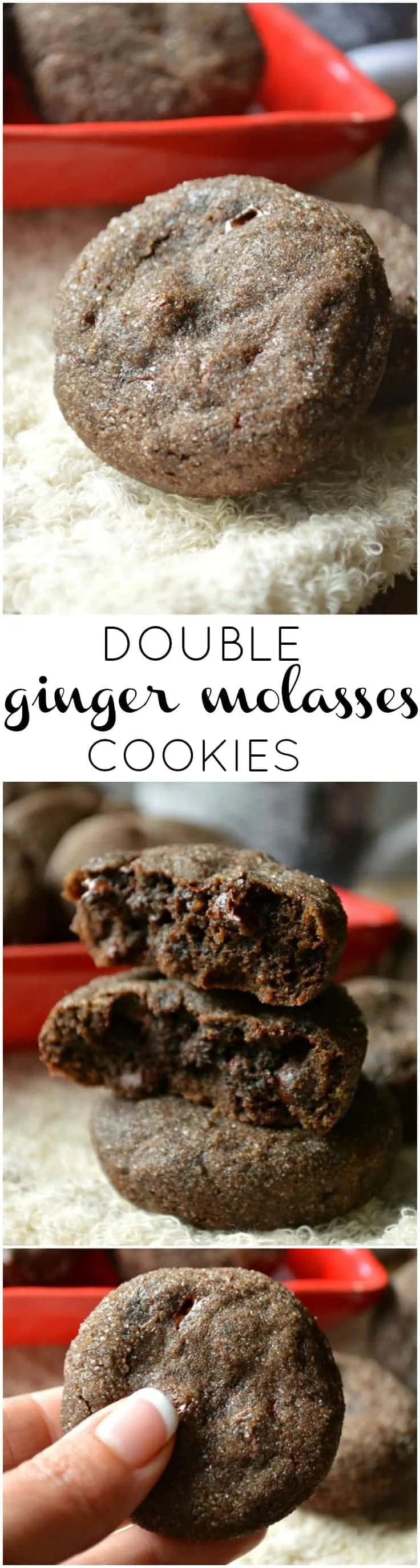Double Ginger Molasses Cookies are soft and chewy, also studded with chocolate, rolled in sugar, and are ready to celebrate.