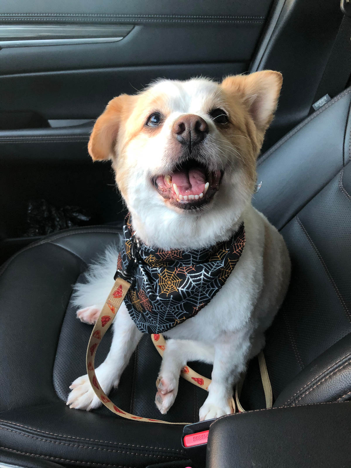 Betty, our sassy little brown and white mutt sitting in the front seat of my car with a new haircut. 