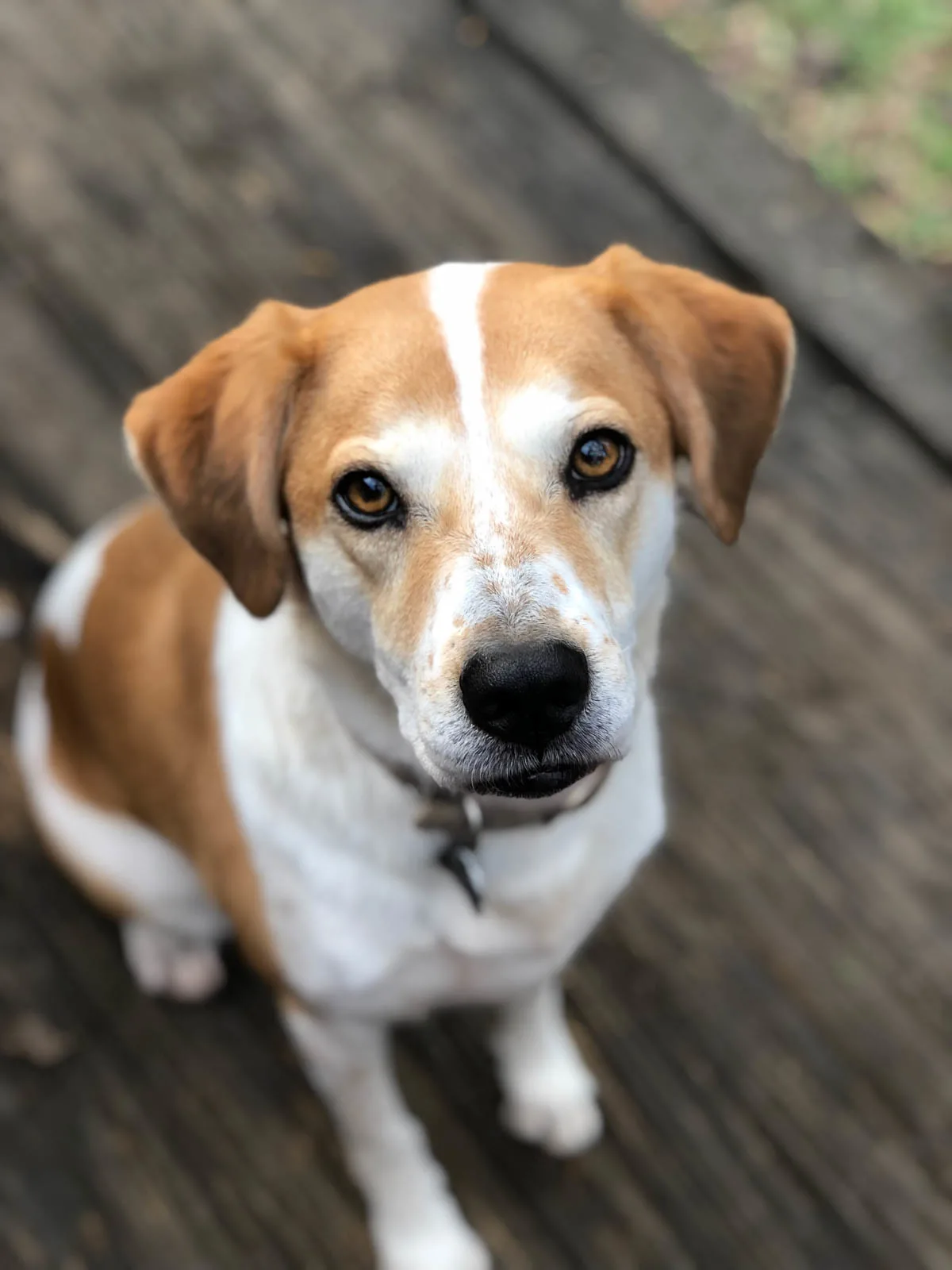 Lucy - our first rescue as a family